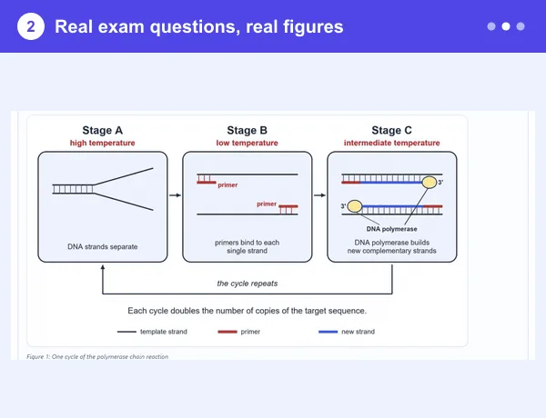 A real ScoreReady Biology exam question showing a labelled DNA replication figure.